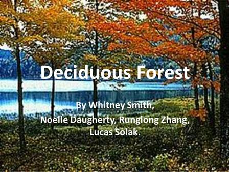 Deciduous Forest By Whitney Smith, Noelle Daugherty, Runglong Zhang, Lucas Solak.