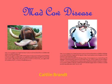 Mad Cow Disease Caitlin Brandt  3&tbm=isch&tbnid=SBeGwN- sN8InuM:&imgrefurl=http://s298.photobucket.com/albums/mm247/xonistica/%3Facti.