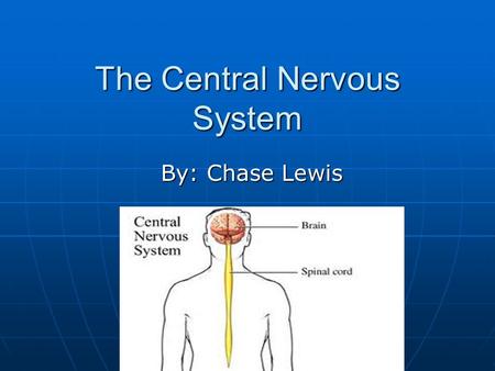 The Central Nervous System By: Chase Lewis. Central Nervous System The two main parts of the central nervous system are the brain and spinal cord. The.