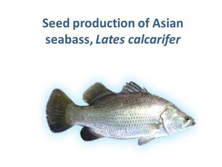 Seed production of Asian seabass, Lates calcarifer.