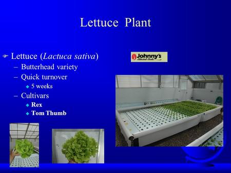 Lettuce Plant F Lettuce (Lactuca sativa) –Butterhead variety –Quick turnover u 5 weeks –Cultivars u Rex u Tom Thumb.