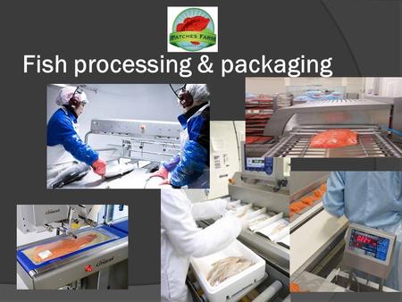 Fish processing & packaging. From food to finished product.