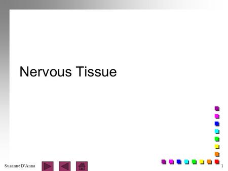 Suzanne D'Anna1 Nervous Tissue. Suzanne D'Anna2 Nervous Tissue n Consists of two main cell types: - neurons - sensory control, and regulation - neuroglia.