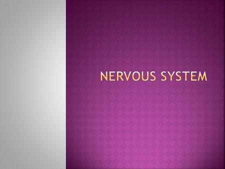 Nervous System.