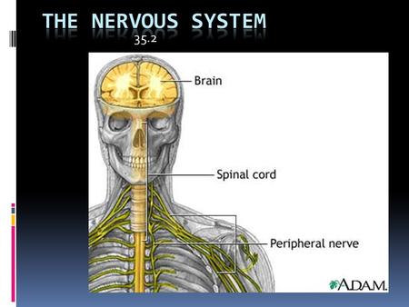 35.2.  Controls and coordinates functions throughout the body.  Responds to external and internal messages.  The body’s  communication system.