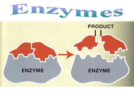 Enzymes.