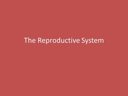 The Reproductive System. The Male Reproductive System The male reproductive system includes two testes, two epididymides, two vasa deferenta, the urethra,