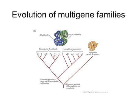 Evolution of multigene families