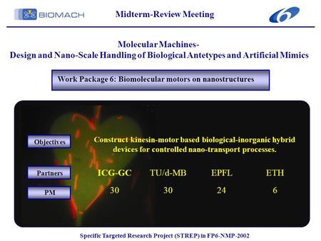 Work Package 6: Biomolecular motors on nanostructures Midterm-Review Meeting Molecular Machines- Design and Nano-Scale Handling of Biological Antetypes.