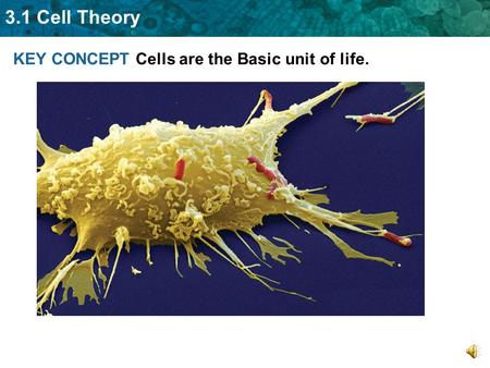 3.1 Cell Theory KEY CONCEPT Cells are the Basic unit of life.