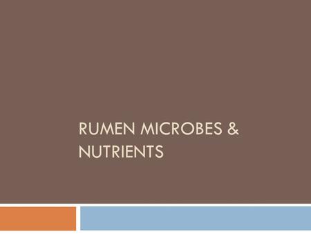 RUMEN MICROBES & NUTRIENTS. N compounds  Bacterial proteolysis: peptides, AA, ammonia.  Products used by non-proteolytic bacteria  Major source: ammonia.