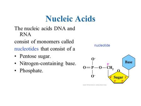 Nucleic Acids The nucleic acids DNA and RNA consist of monomers called nucleotides that consist of a Pentose sugar. Nitrogen-containing base. Phosphate.