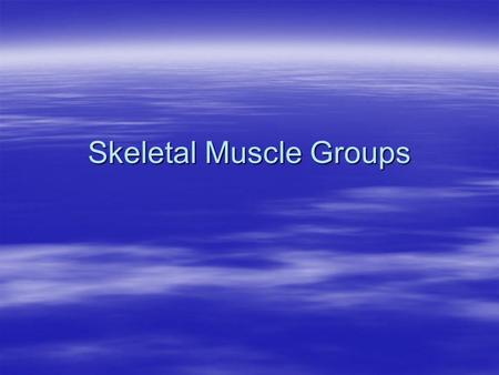 Skeletal Muscle Groups