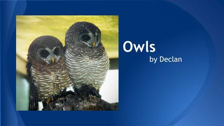 Owls by Declan. Owls are interesting animals. They are nocturnal birds. They are birds of prey,and they hunt mice,other birds,insects,and fish.