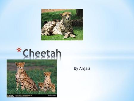 By Anjali. * The animal that I am doing for my animal project is the cheetah * The scientific name for the Cheetah is Acinonyz jubutus * The cheetah is.