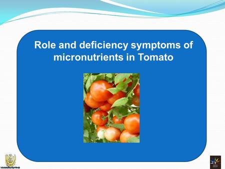 Role and deficiency symptoms of micronutrients in Tomato