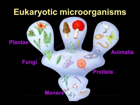 Eukaryotic microorganisms