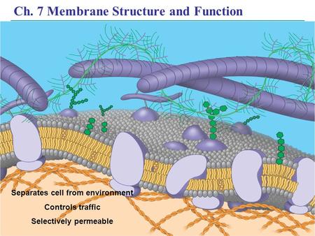 Copyright © 2005 Pearson Education, Inc. publishing as Benjamin Cummings Ch. 7 Membrane Structure and Function Separates cell from environment Controls.