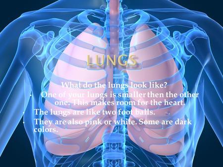 What do the lungs look like? One of your lungs is smaller then the other one. This makes room for the heart. The lungs are like two foot balls. They are.