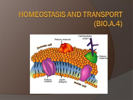 The Balancing Act of Life  Homeostasis – process by which an organisms maintains a relatively stable internal environment  Examples: Thermoregulation.