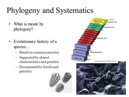 Phylogeny and Systematics What is meant by phylogeny? Evolutionary history of a species… –Based on common ancestry –Supported by shared characteristics.