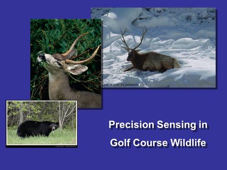 Precision Sensing in Golf Course Wildlife Precision Sensing in Golf Course Wildlife.