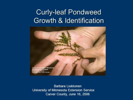 Curly-leaf Pondweed Growth & Identification Barbara Liukkonen University of Minnesota Extension Service Carver County, June 16, 2006.