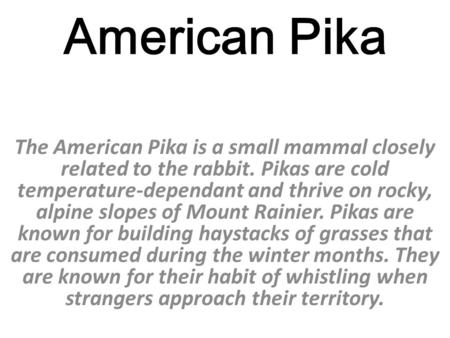 American Pika The American Pika is a small mammal closely related to the rabbit. Pikas are cold temperature-dependant and thrive on rocky, alpine slopes.