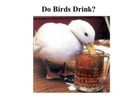 Do Birds Drink?. Fig. 6-24 in Gill 2008 Evaporative Water Loss versus Body Mass.