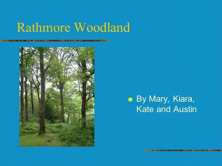 Rathmore Woodland By Mary, Kiara, Kate and Austin.