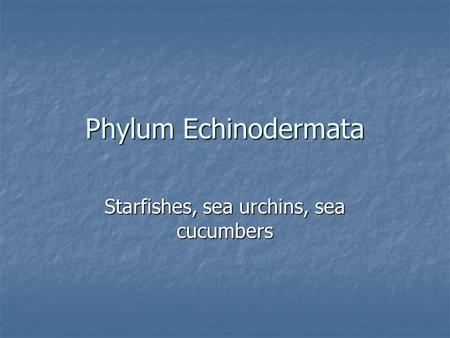 Starfishes, sea urchins, sea cucumbers