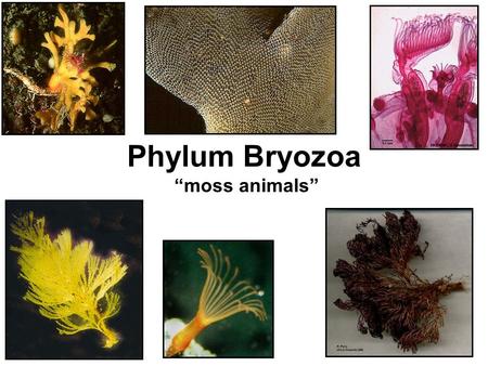 Phylum Bryozoa “moss animals”