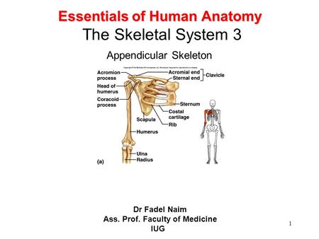 Ass. Prof. Faculty of Medicine