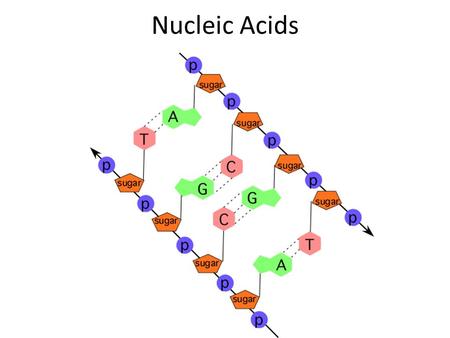 Nucleic Acids.