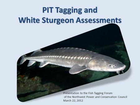 Presentation to the Fish Tagging Forum of the Northwest Power and Conservation Council March 22, 2012 PIT Tagging and White Sturgeon Assessments.