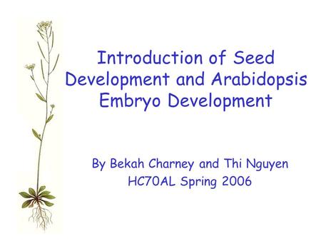 Introduction of Seed Development and Arabidopsis Embryo Development By Bekah Charney and Thi Nguyen HC70AL Spring 2006.