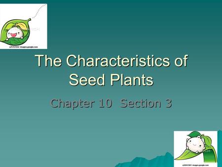 The Characteristics of Seed Plants