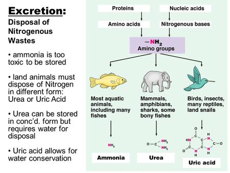 Excretion: Disposal of Nitrogenous Wastes ammonia is too toxic to be stored land animals must dispose of Nitrogen in different form: Urea or Uric Acid.