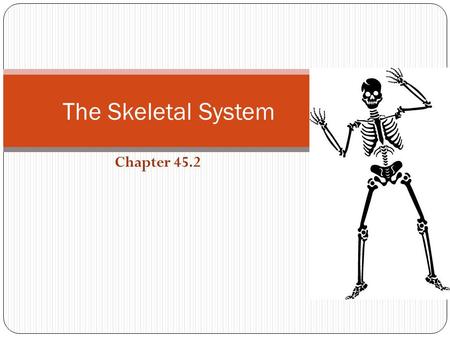 The Skeletal System Chapter 45.2.