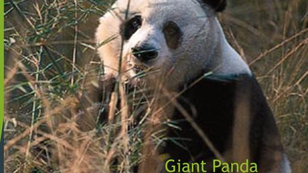 Giant Panda By Chris.