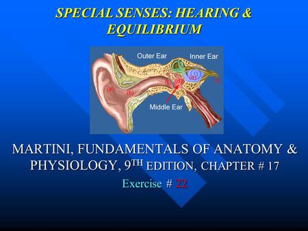 SPECIAL SENSES: HEARING & EQUILIBRIUM