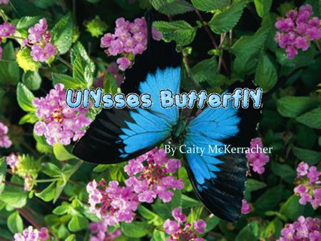 By Caity McKerracher My minibeast The Ulysses Butterfly is found on every continent except for Antarctica. Its scientific name is Papilio Ulysses. It.