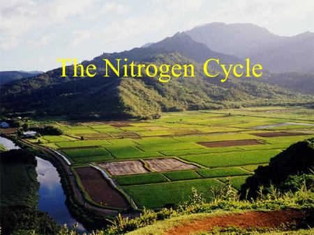 The Nitrogen Cycle. Nitrogen Cycle N2N2 atmosphere lightning fixedFertilizer Factory Denitrifying bacteria Nitrates PlantsBacteria Decay &Waste AnimalsAmmonia.