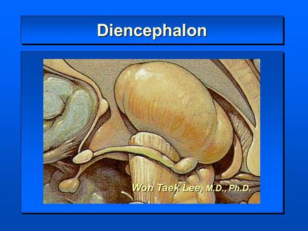 Diencephalon Won Taek Lee, M.D., Ph.D..