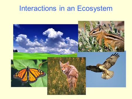 Interactions in an Ecosystem