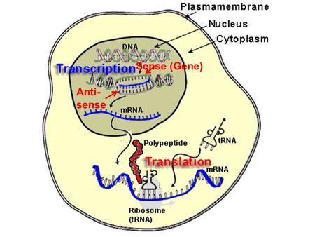 Sense (Gene) Anti-sense Anti- sense.