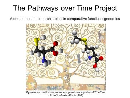 The Pathways over Time Project A one-semester research project in comparative functional genomics Cysteine and methionine are superimposed over a portion.