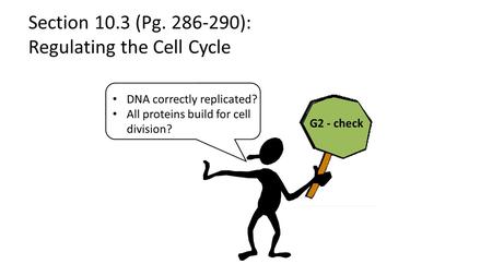 Section 10.3 (Pg ): Regulating the Cell Cycle