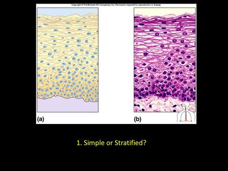 1. Simple or Stratified?. 2. Simple or Stratified?