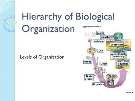 Hierarchy of Biological Organization